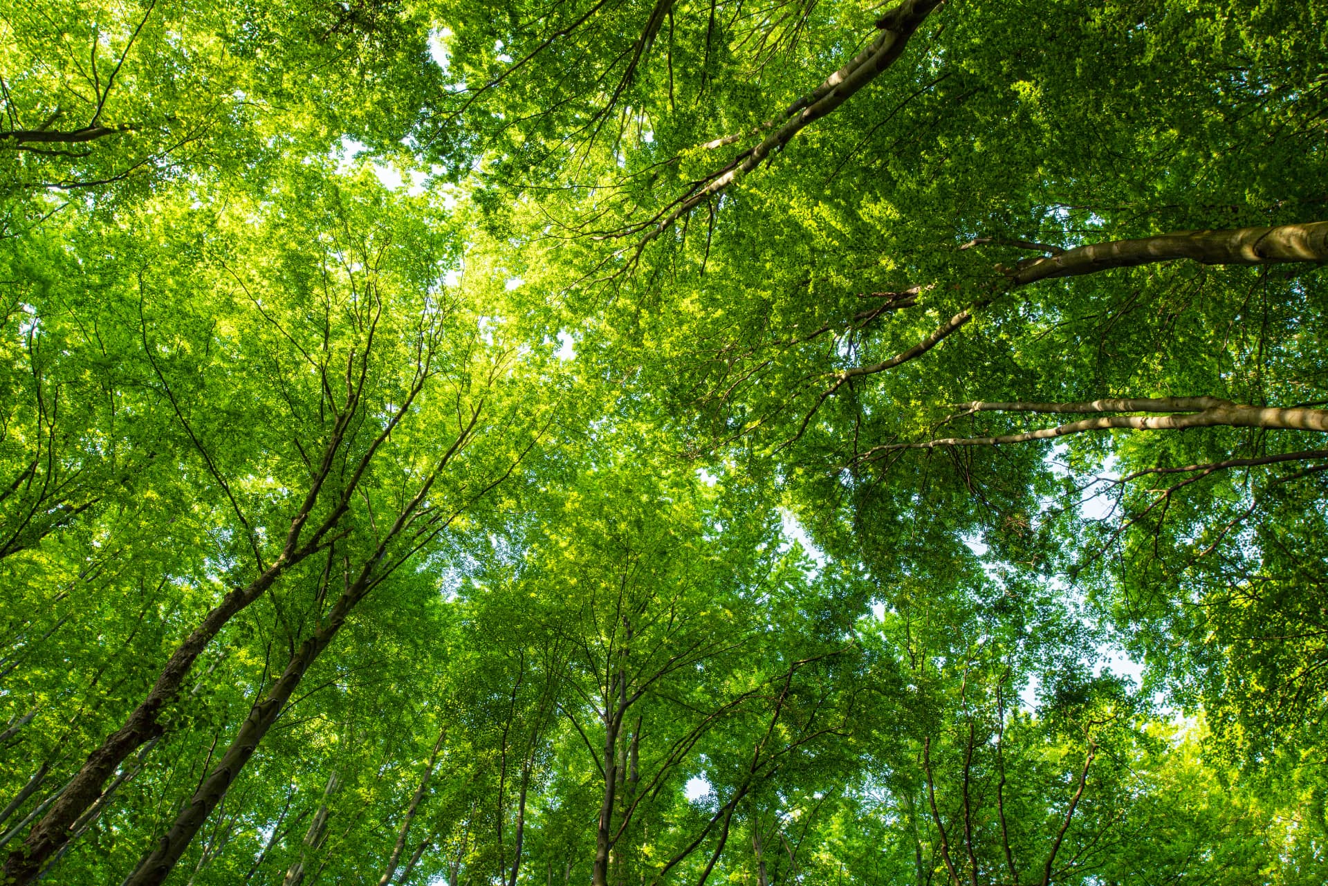 Sunlight through a green tree canopy