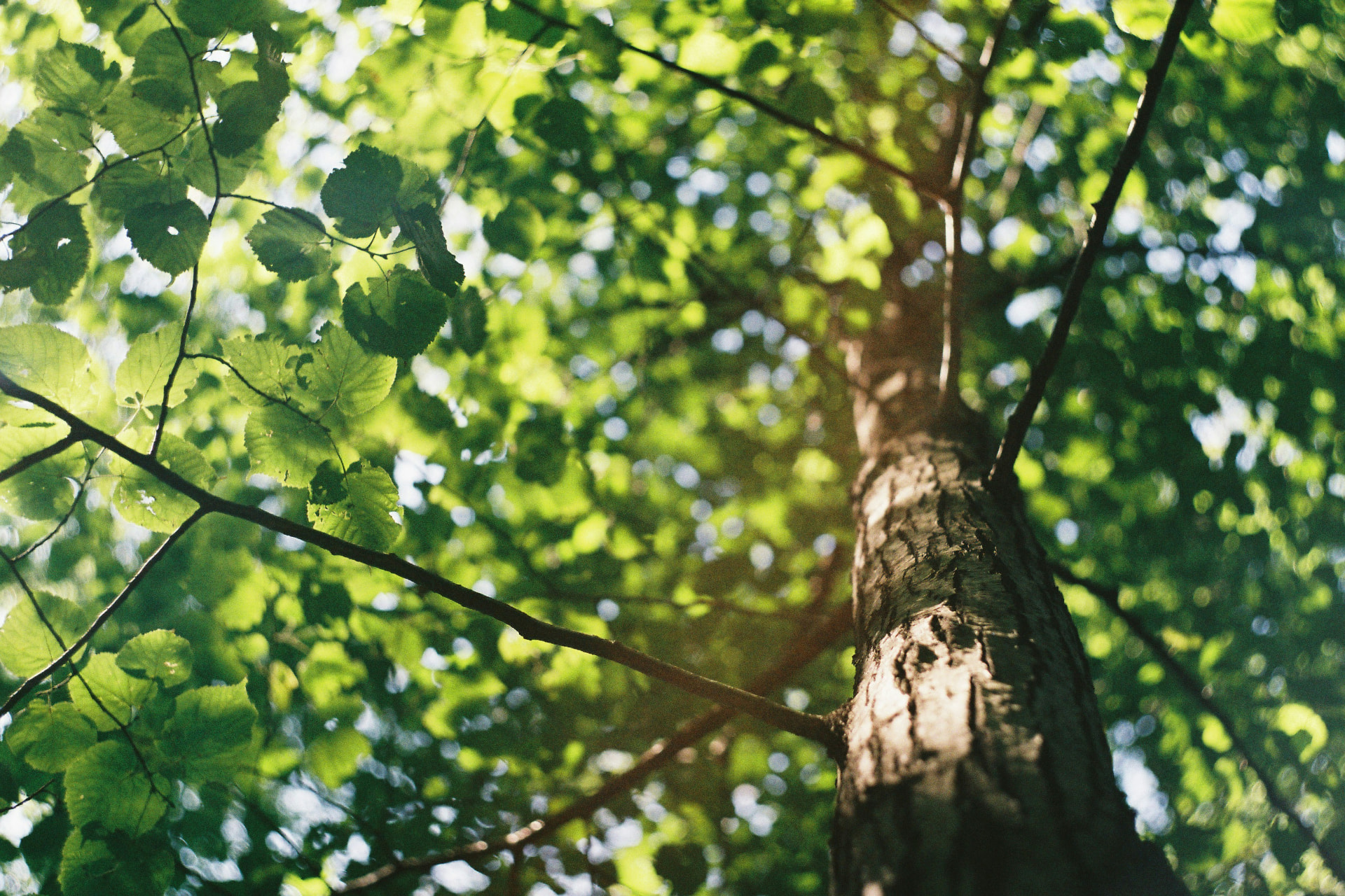 Light filtering through a green woodland canopy